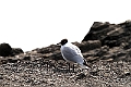 Seagull14
